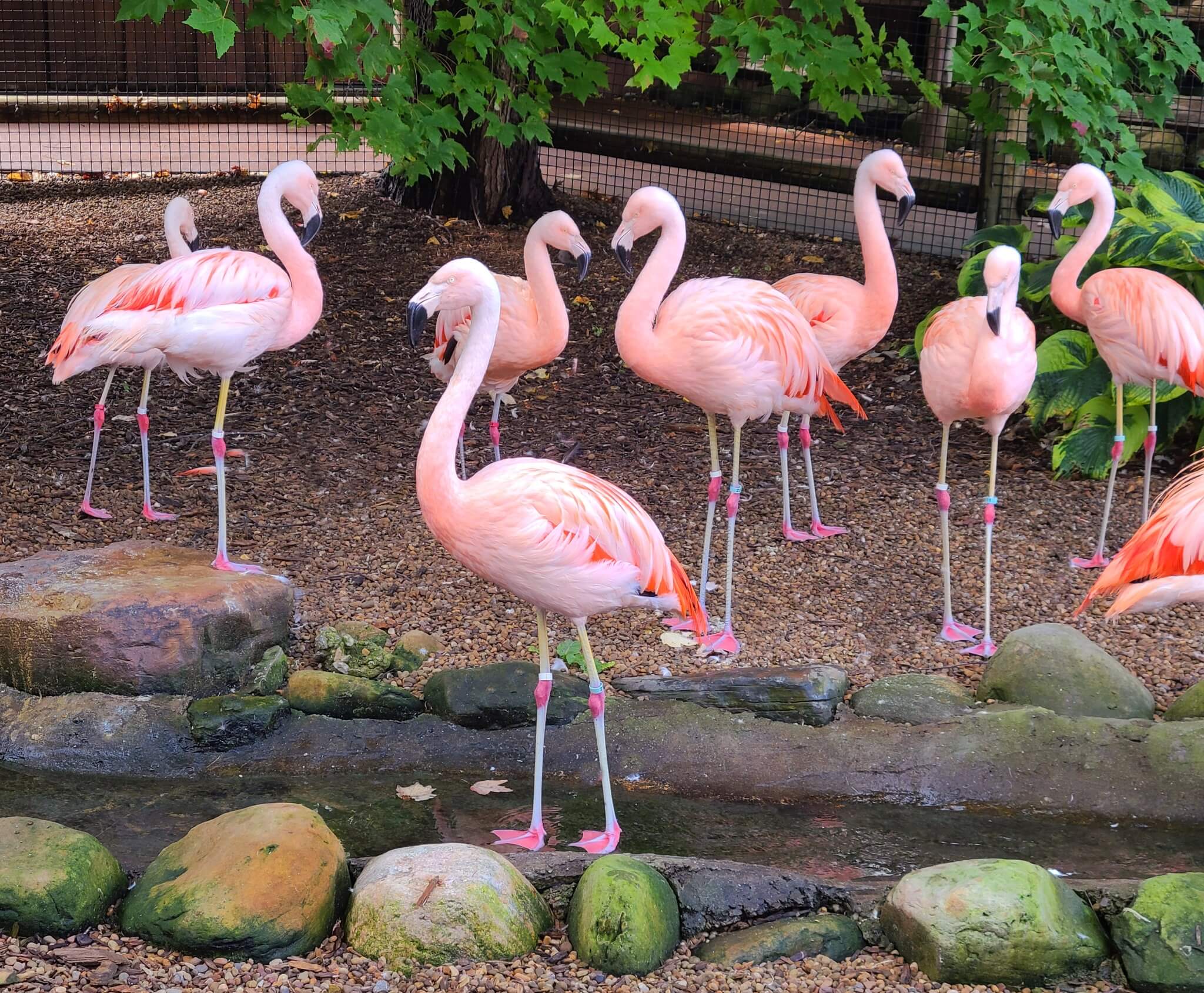 Living Treasures Wild Animal Park Pink Flamingo Day