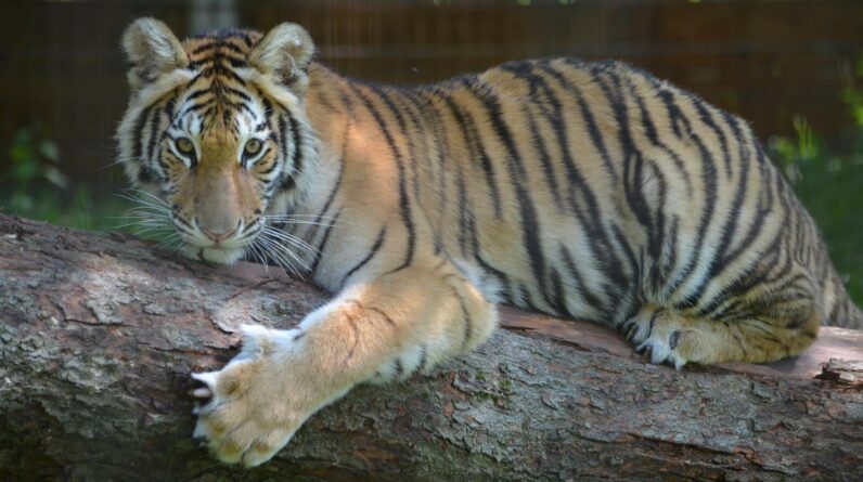 Living Treasures Wild Animal Park Tiger