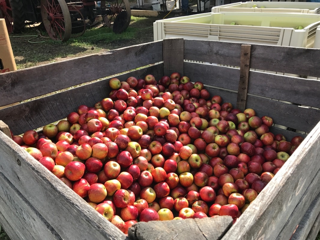 National Apple Harvest